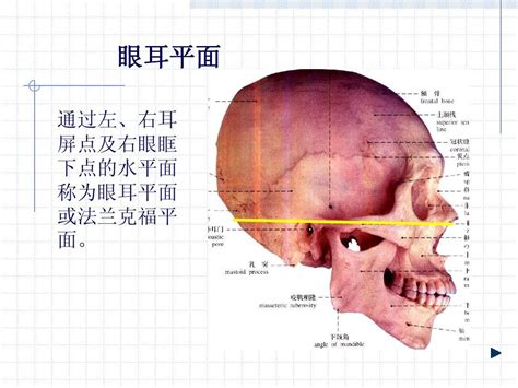 耳朵與眼睛平行|耳